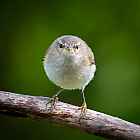 Thumbnail of G9_078171_Jaanus_Siim_photo.jpg
