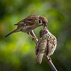 Thumbnail of G9_080112_Jaanus_Siim_photo.jpg