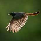 Thumbnail of G9_118868_Jaanus_Siim_photo.jpg